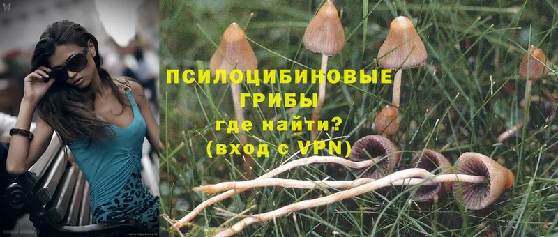 Галлюциногенные грибы Cubensis  ОМГ ОМГ сайт  Орлов 